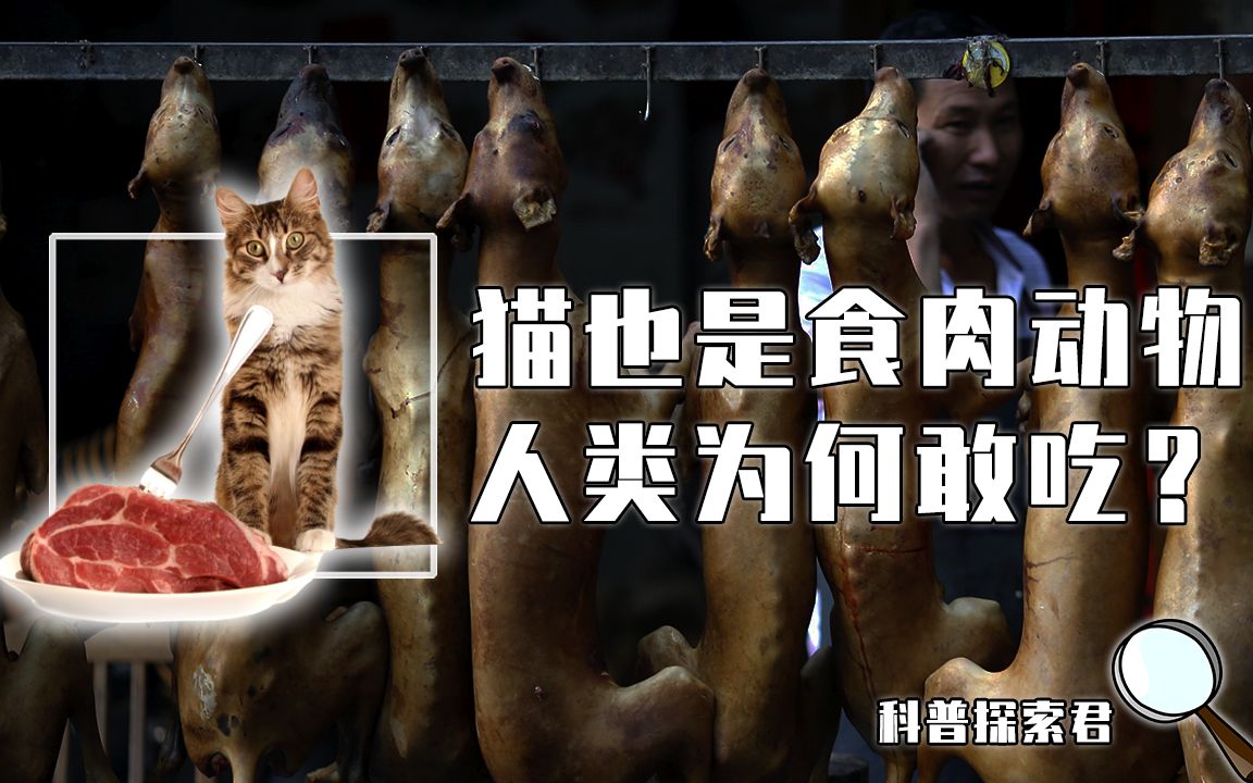 人类不敢吃食肉动物的肉,为何会吃猫肉呢?一年要吃掉3000万只!哔哩哔哩bilibili