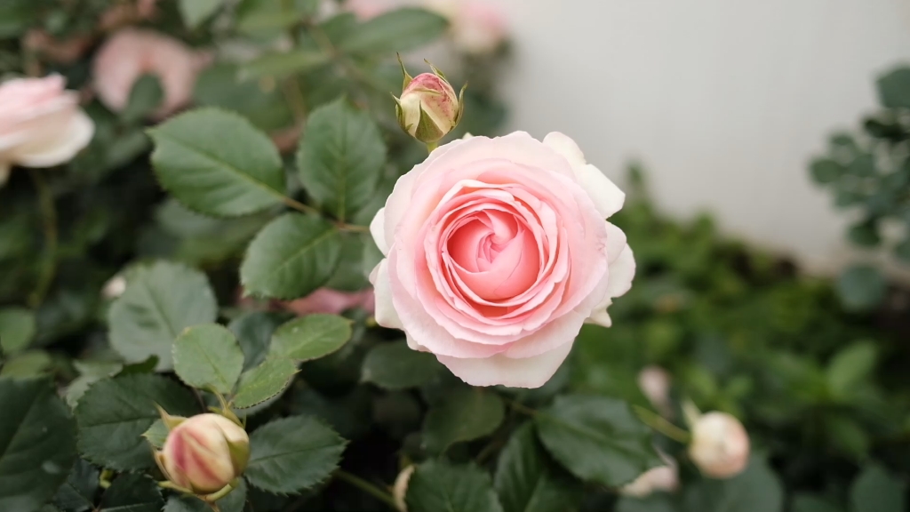 粉色龙沙宝石,太美!