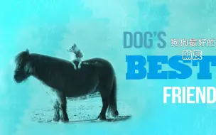 Descargar video: 【纪录片】狗狗最好的朋友 Dog's Best Friend 2