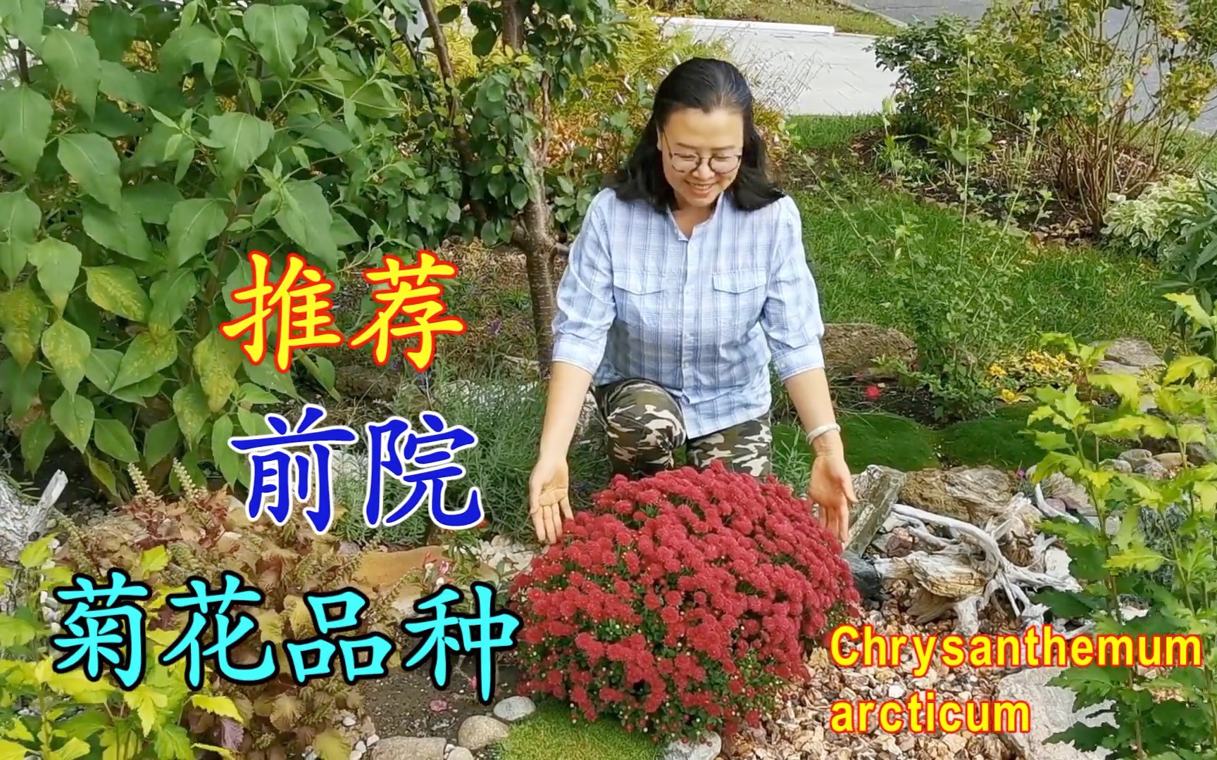 推荐多年生又耐寒的菊花品种 看我前院的菊花可吃可闻哔哩哔哩bilibili