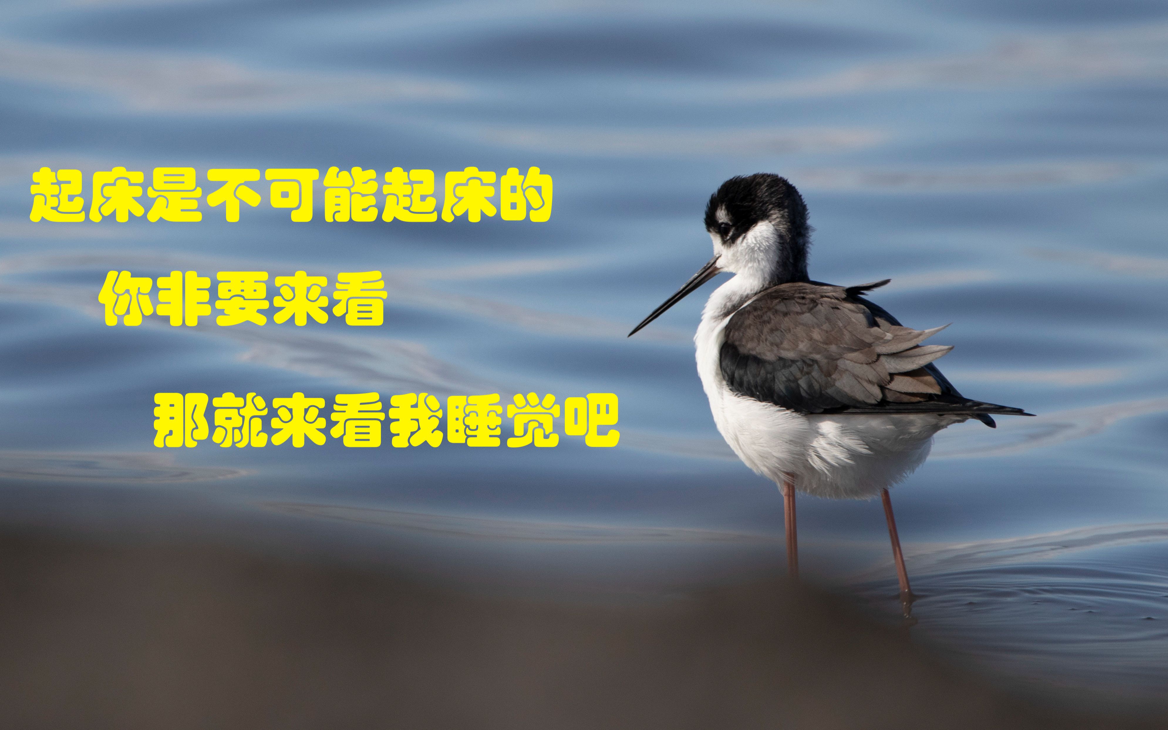 [图]早起的观鸟人，看鸟儿睡觉 [Birding story of mine|我的观鸟故事 美国篇24]