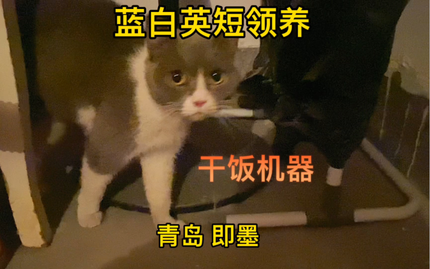 山东青岛黄岛猫咪领养蓝白猫哔哩哔哩bilibili