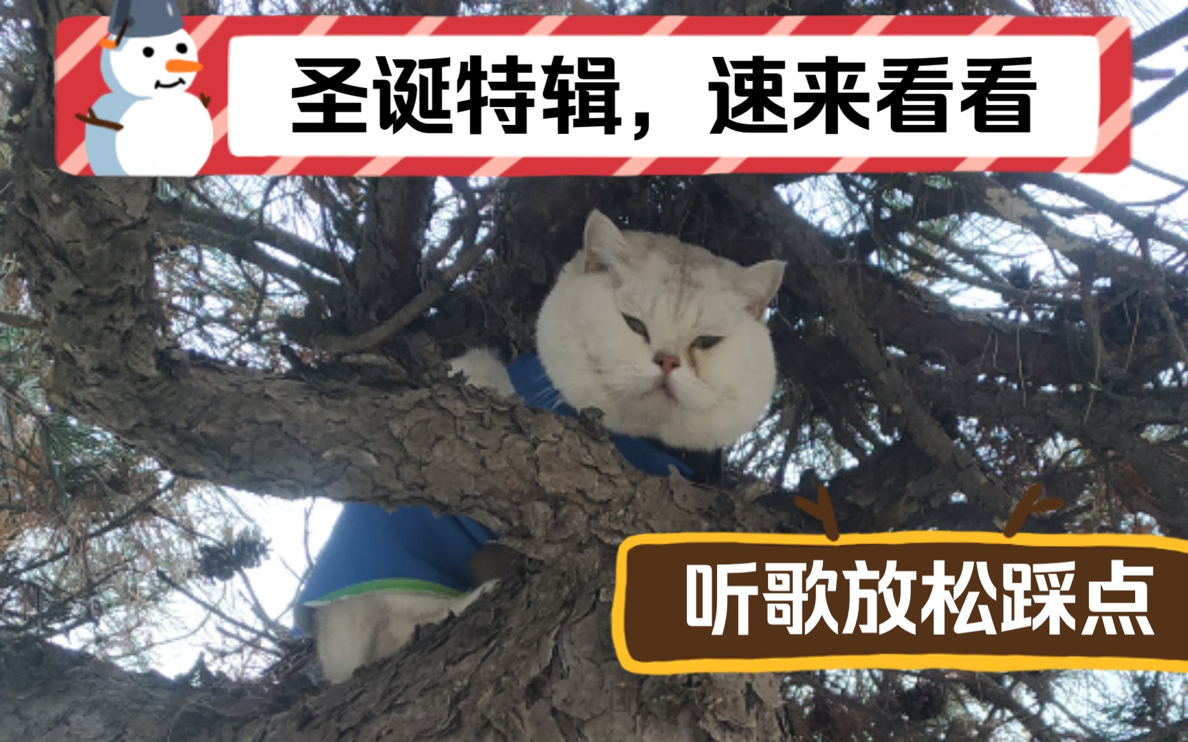 云遛猫听歌向~(多素材混剪)哔哩哔哩bilibili