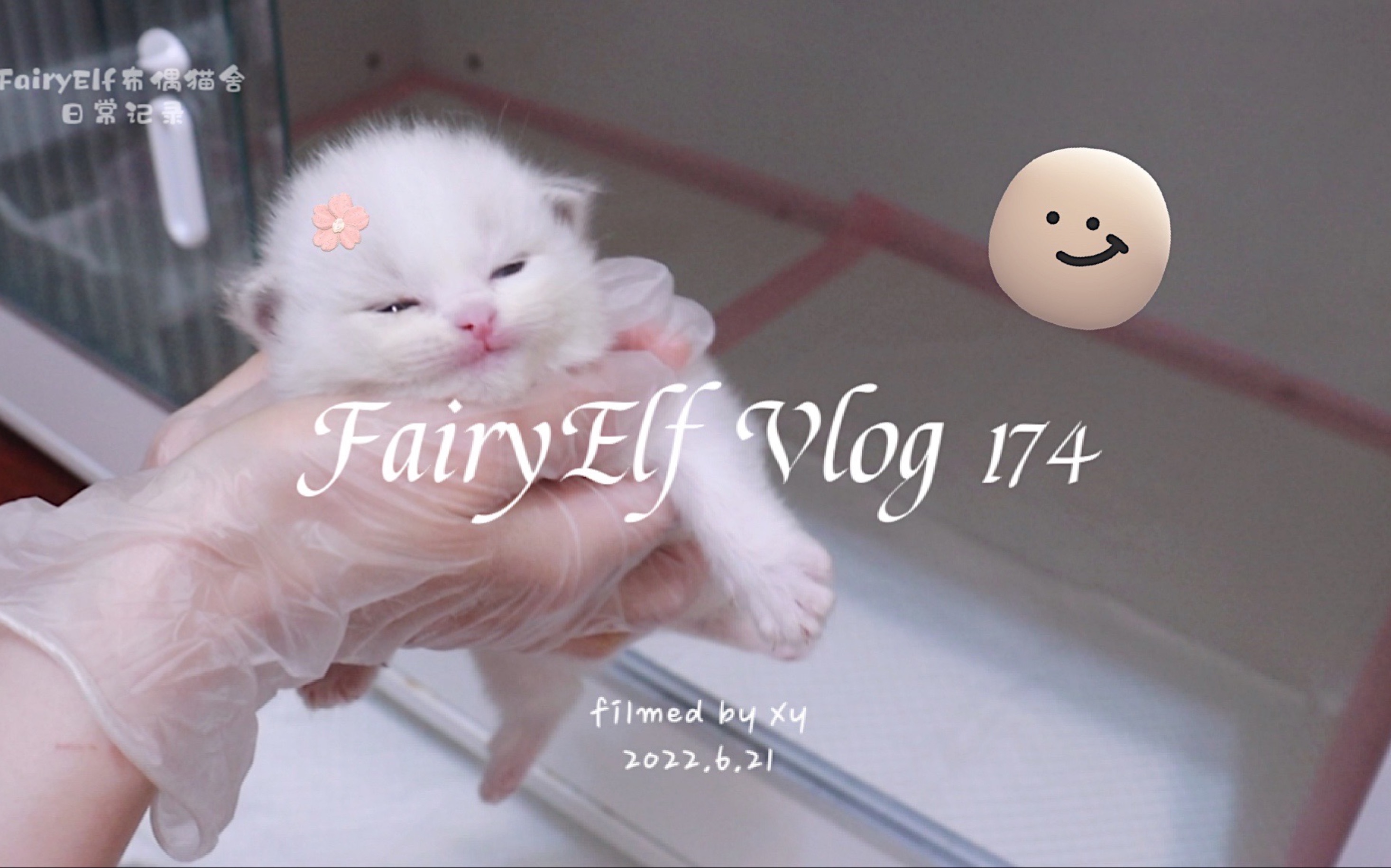 猫舍日常vlog小奶猫劈叉学走路太可爱了!哔哩哔哩bilibili