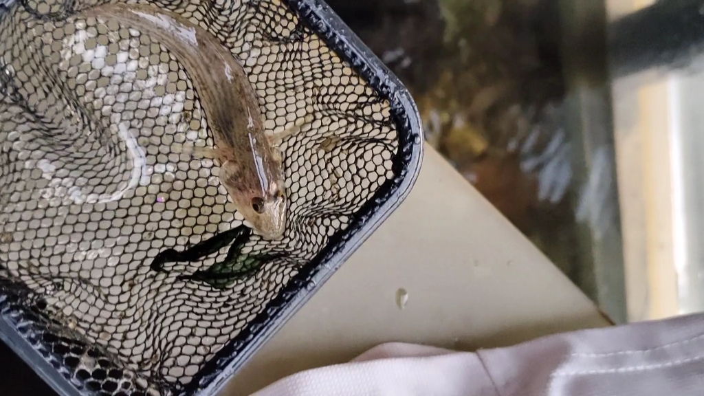 东莞华阳湖莲花池里捞到的.好像是舌虾虎?