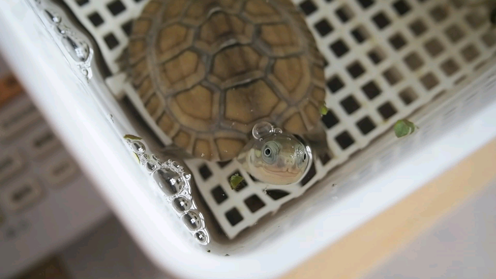 你这也太能造了吧|小青龟