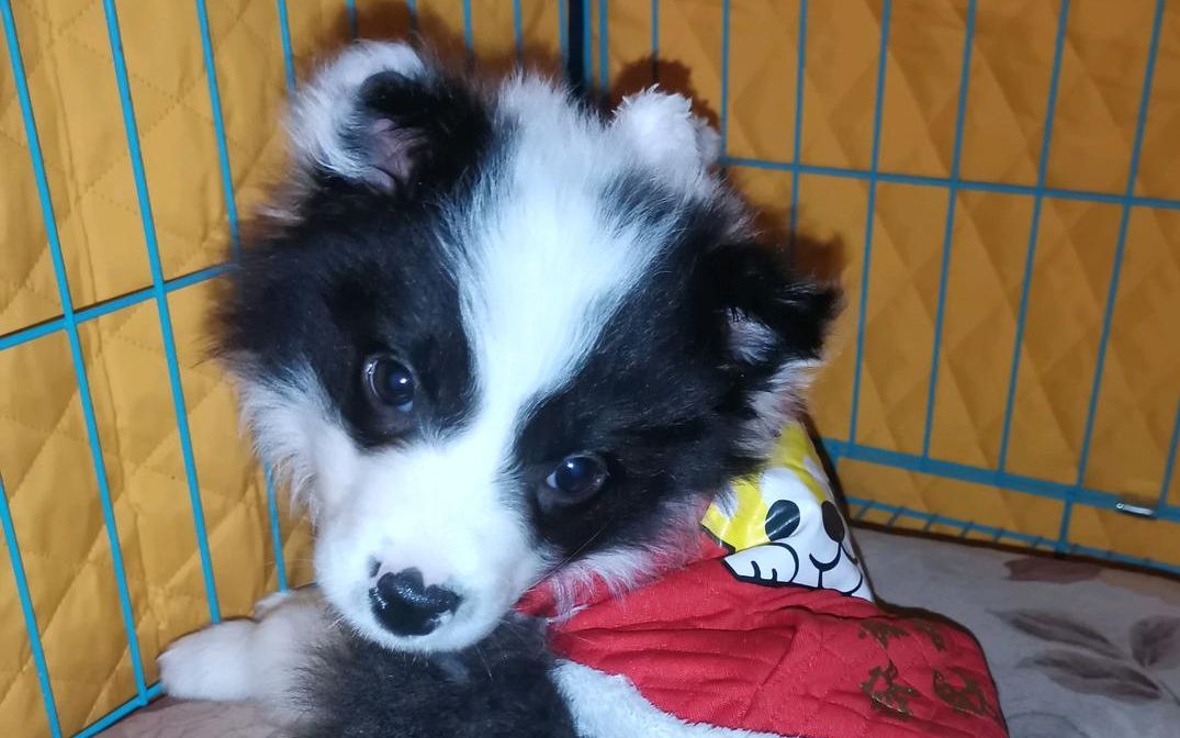 两个月的小边牧让你见识什么是狗界智商的天花板