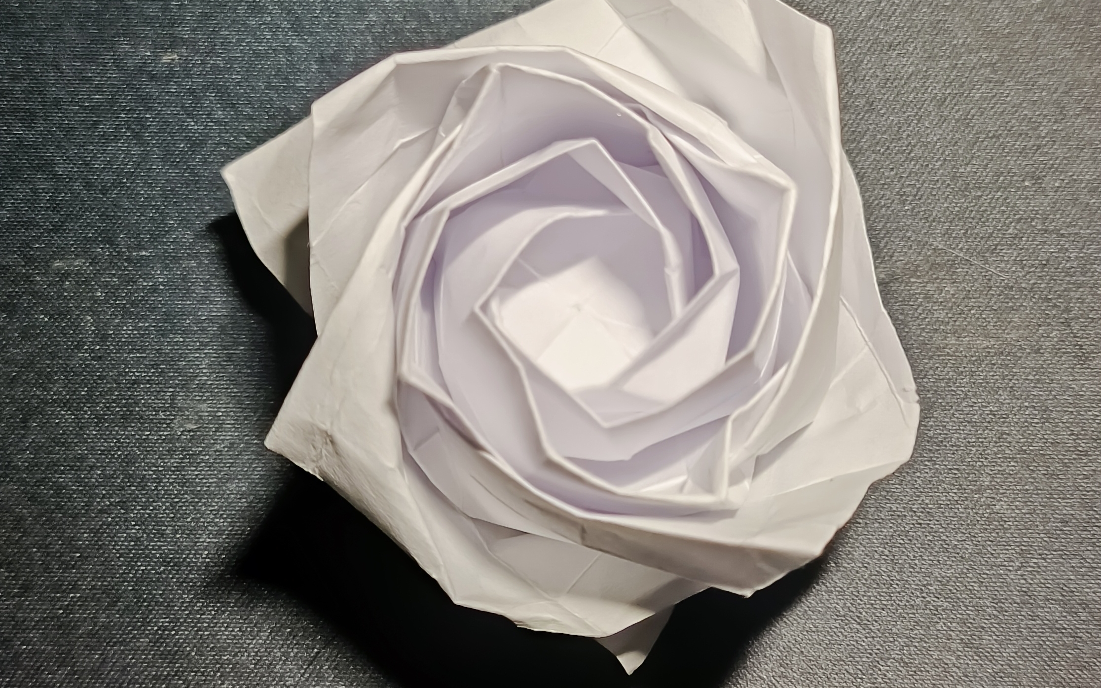 第一次白色川崎玫瑰95成功