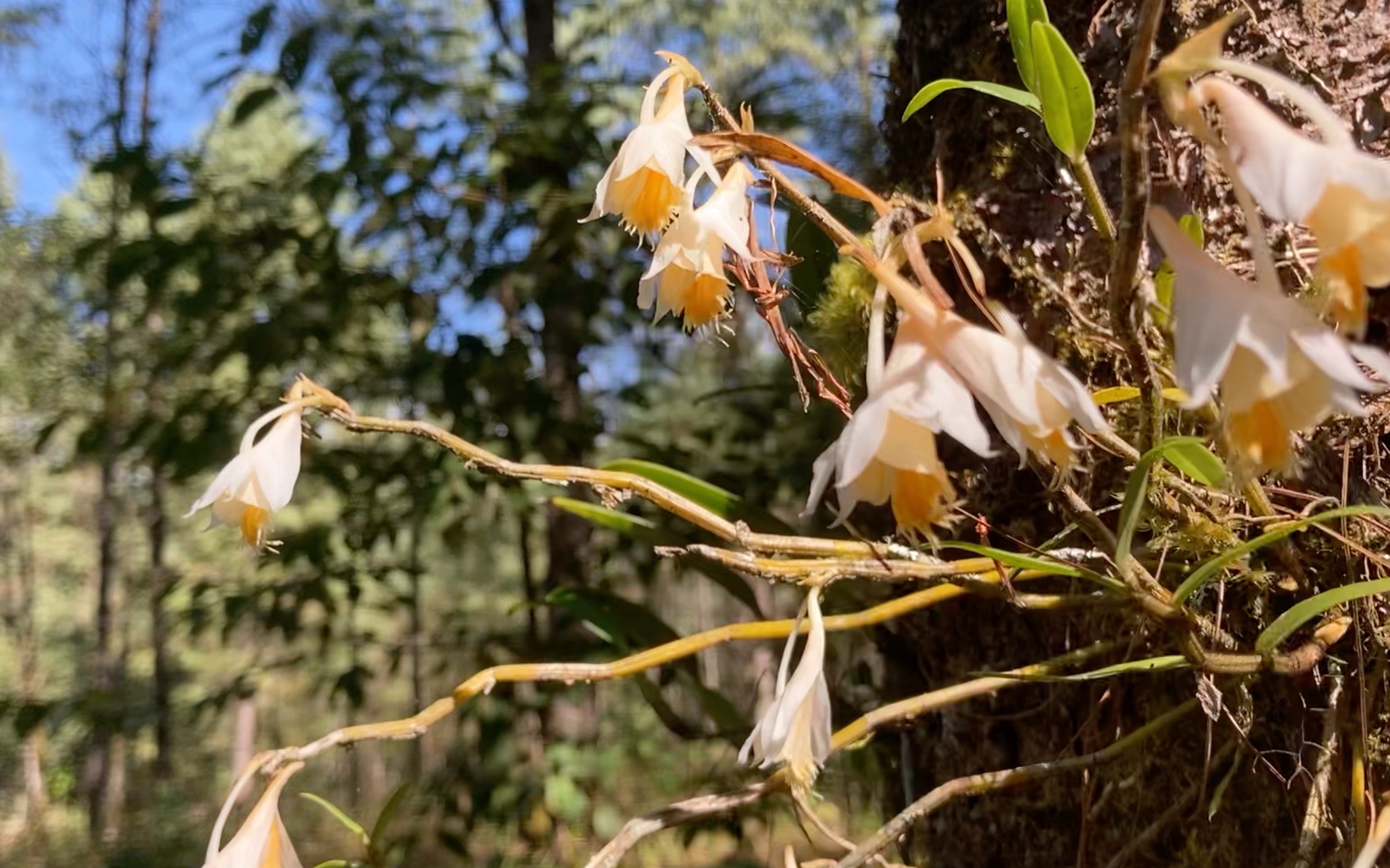 [图]神奇植物在墨脱｜和我们一起走进我国热带雨林天花板吧！