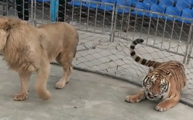 狮虎大战:亚成年狮子把壮年雄性东北虎打趴下
