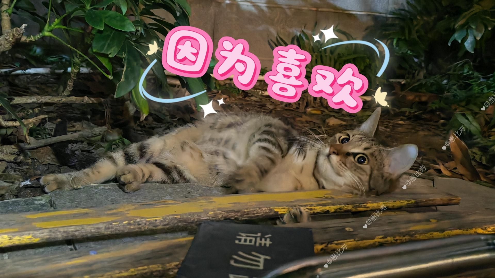 猫咪日记之第一次摸到流浪猫小心心啦哔哩哔哩bilibili