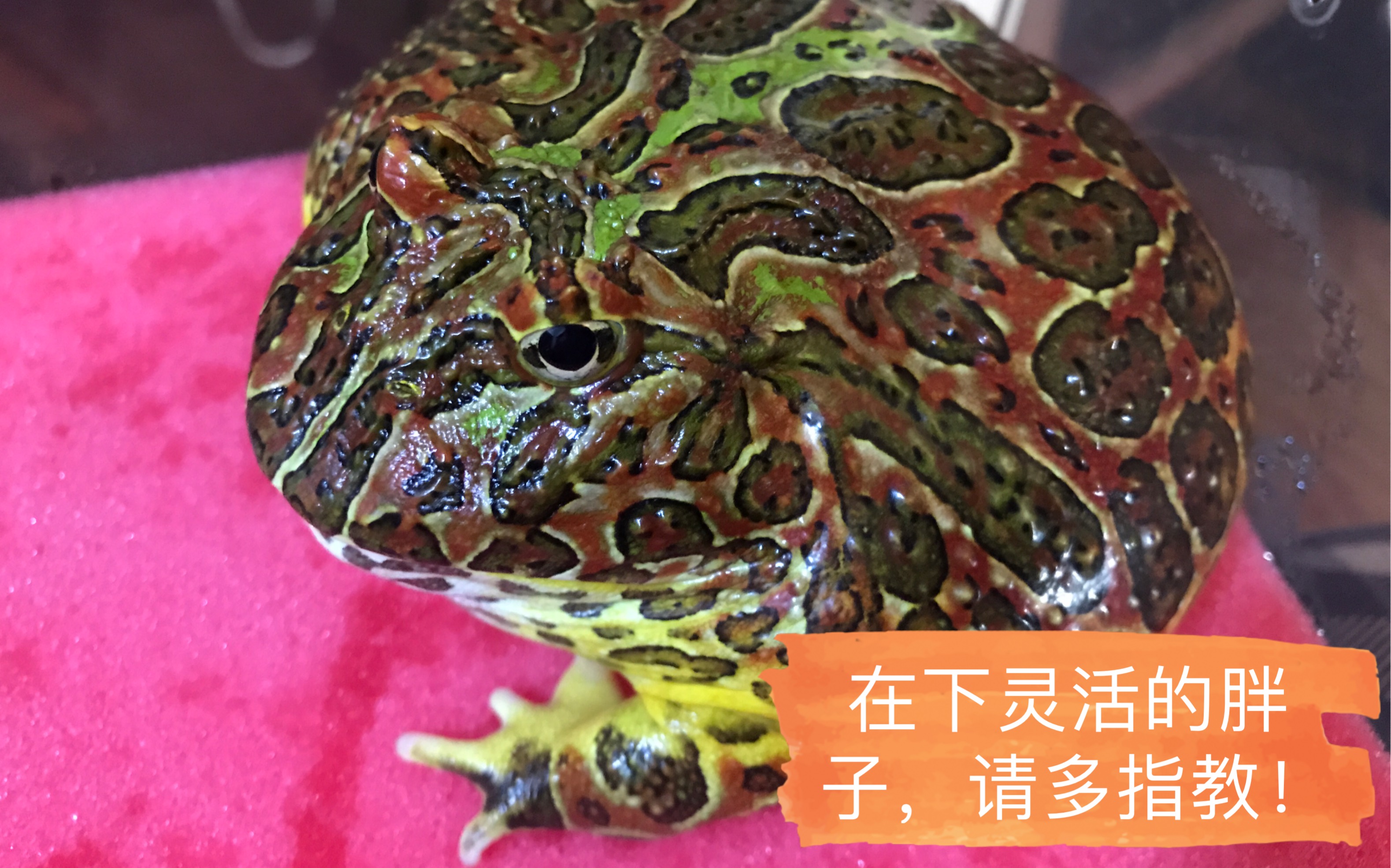 红钟角蛙开箱调戏视频是个灵活的胖子我有点爱了