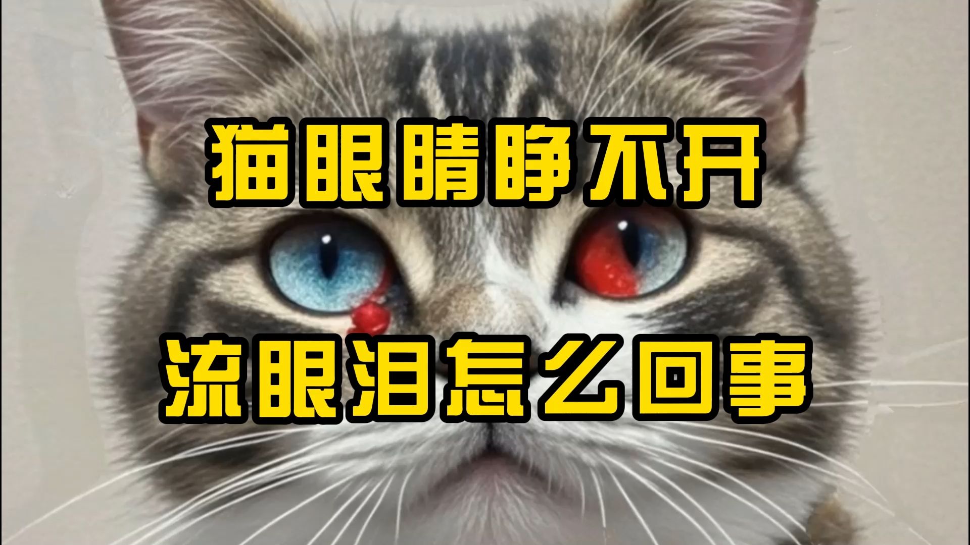 猫咪眼睛睁不开,一直流泪是怎么回事?哔哩哔哩bilibili