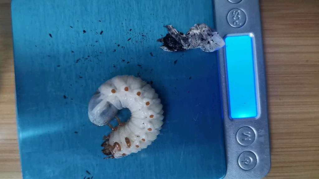 乌干达幼虫三龄咯