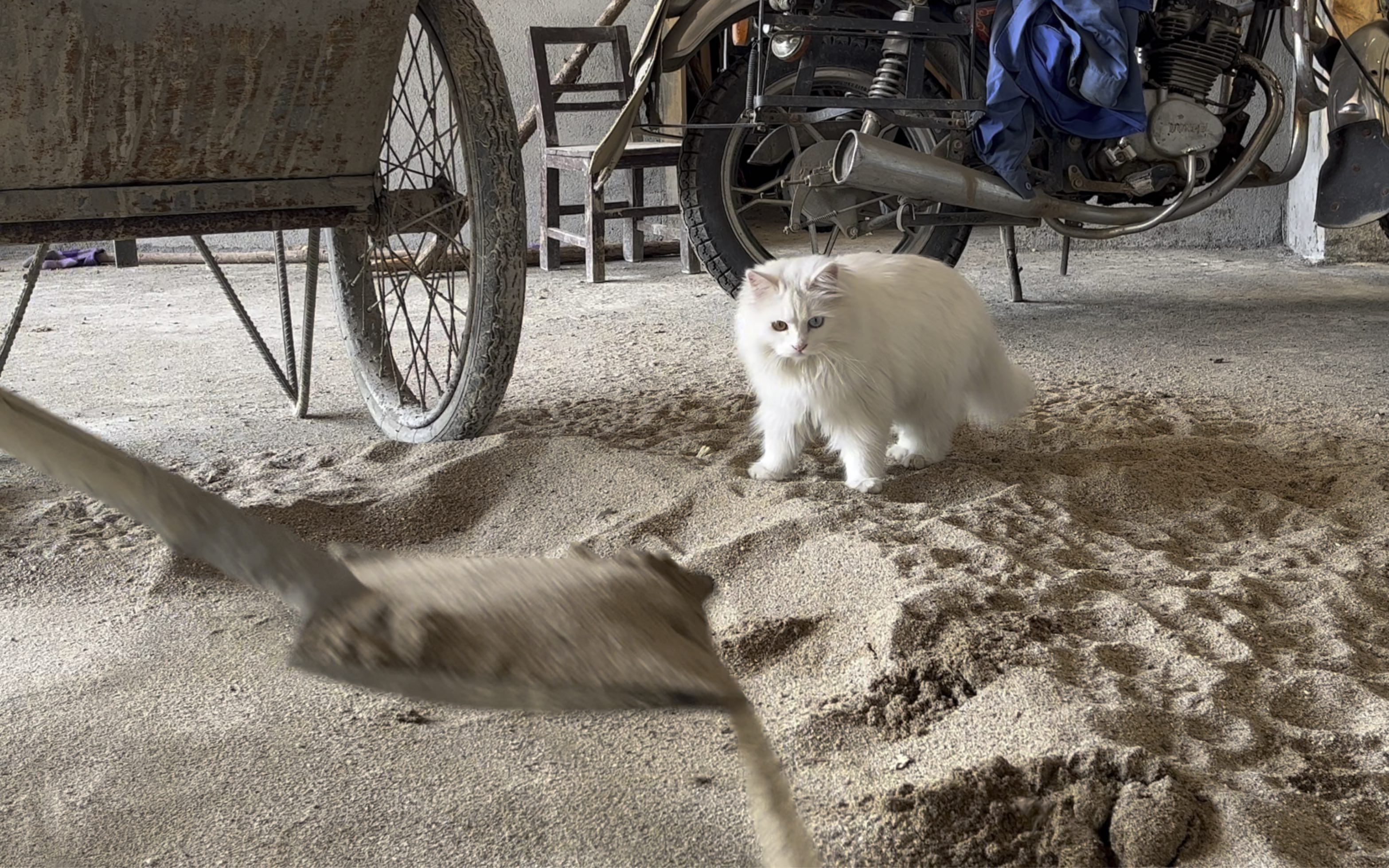 [图]太残忍，小猫咪看着自己的猫砂一点一点的消失