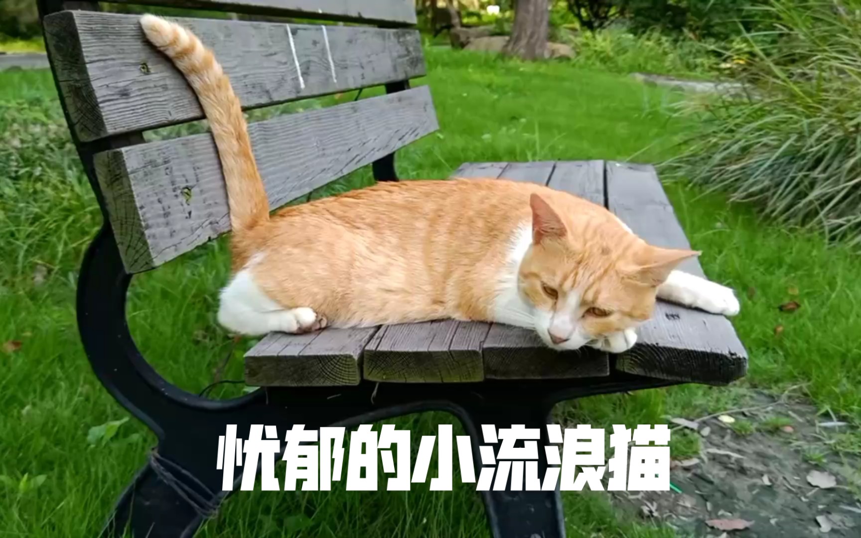 小流浪橘猫–麻薯在河边的椅子上看风景,看着它好emo啊.哔哩哔哩bilibili