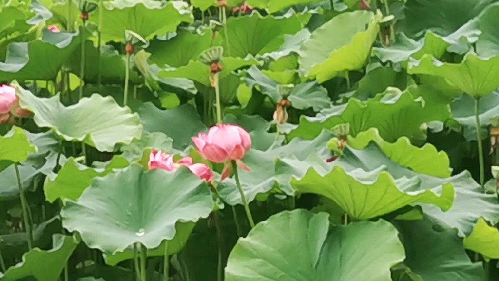 [图]七月是荷花盛开的时节，让盛夏有了一抹清新的美丽和淡淡的荷香！