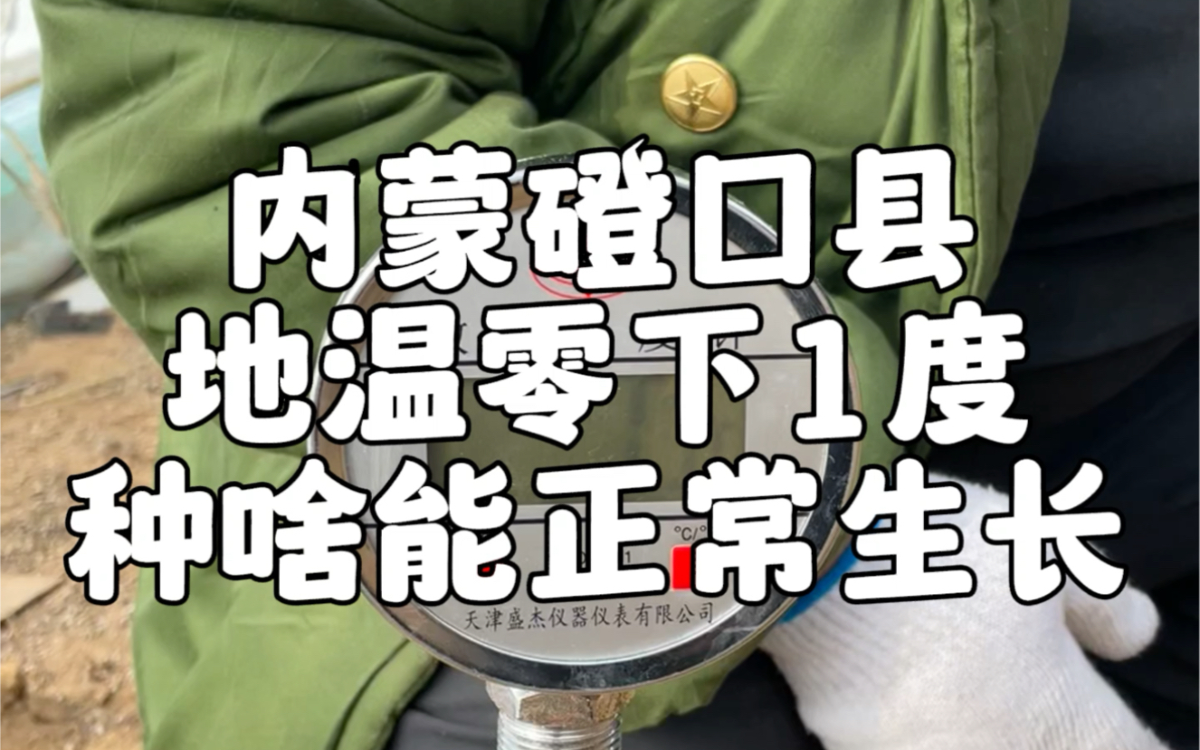 内蒙古磴口县温室大棚地温零下1度,这种啥能生长哔哩哔哩bilibili