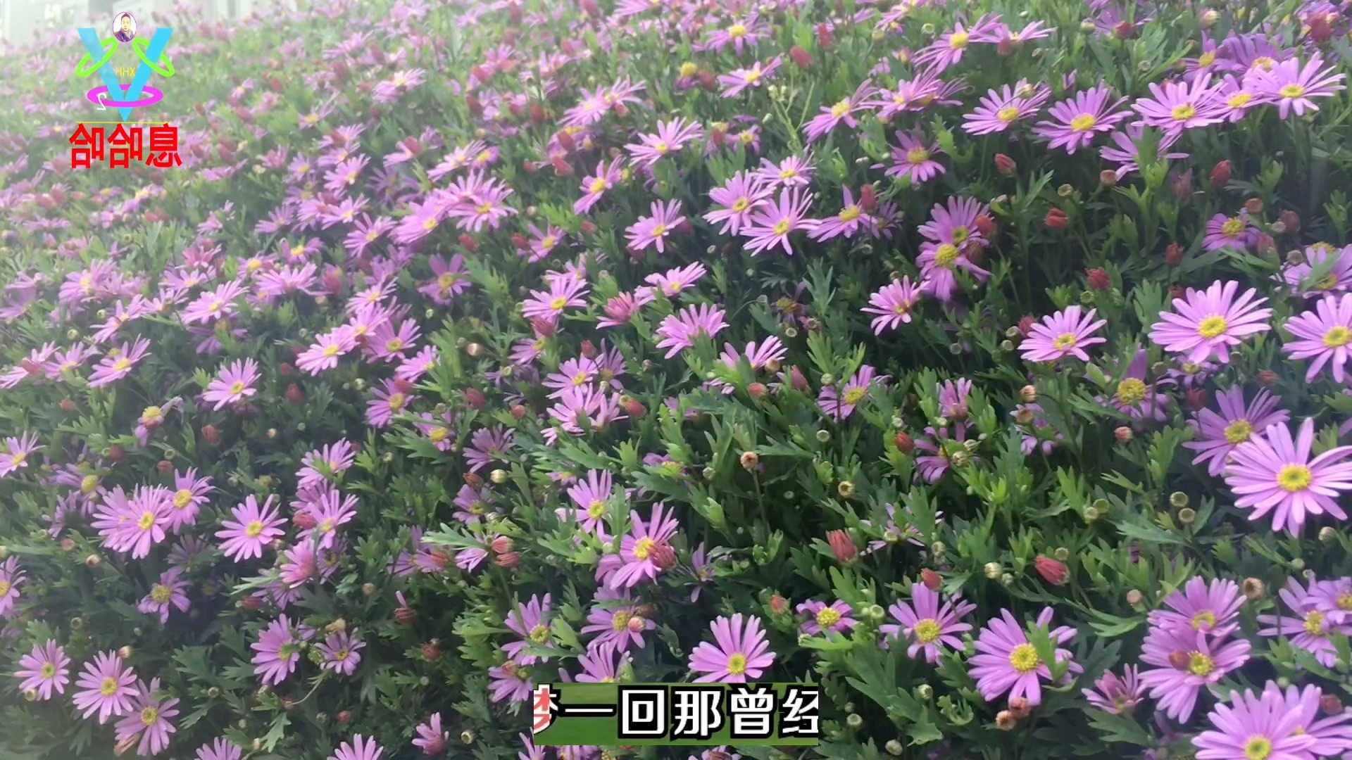 [图]赏花听歌 一首《你》歌曲展播 百花盛开