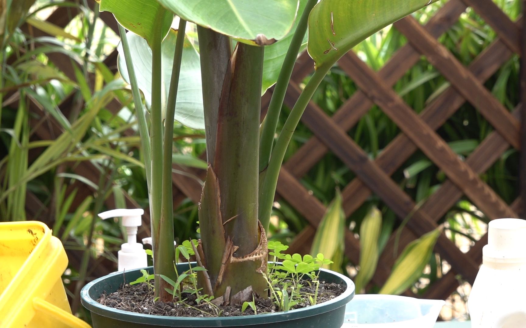 天堂鸟长势是否够旺,就看你养根功夫是否了得