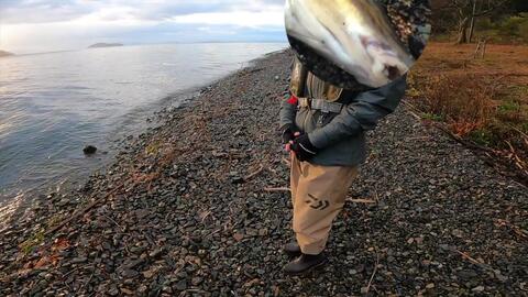琵琶湖岸钓 巨大鱼 哔哩哔哩