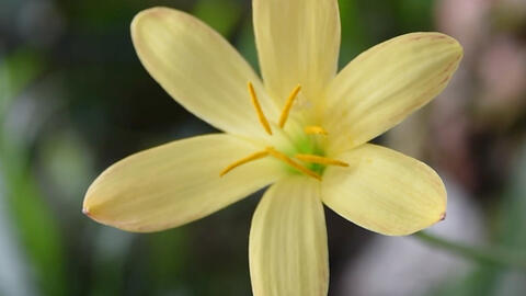 Zephyranthes 'Midas Touch