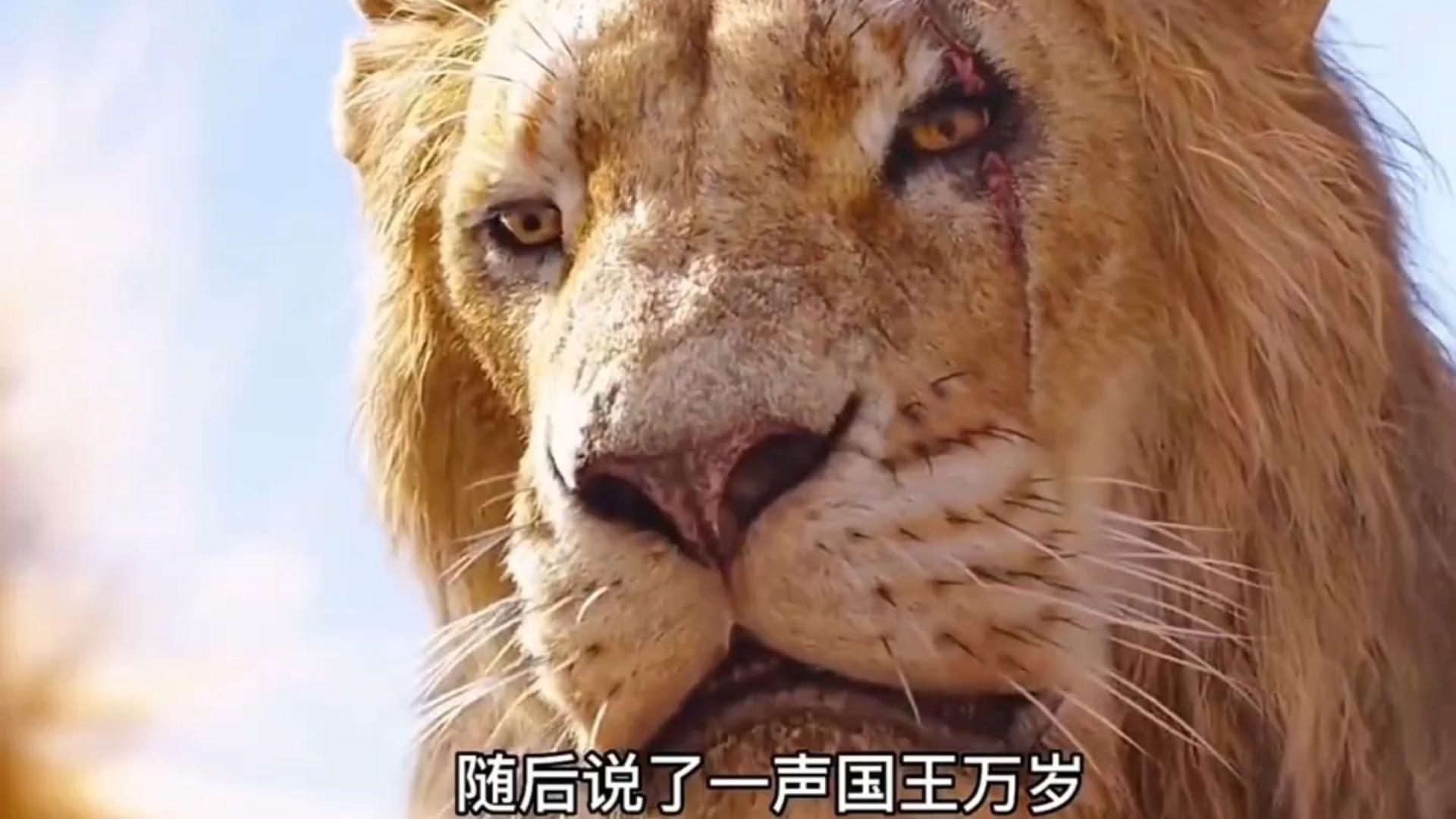 小狮子正在练习狮吼功,一群野牛飞袭而来!