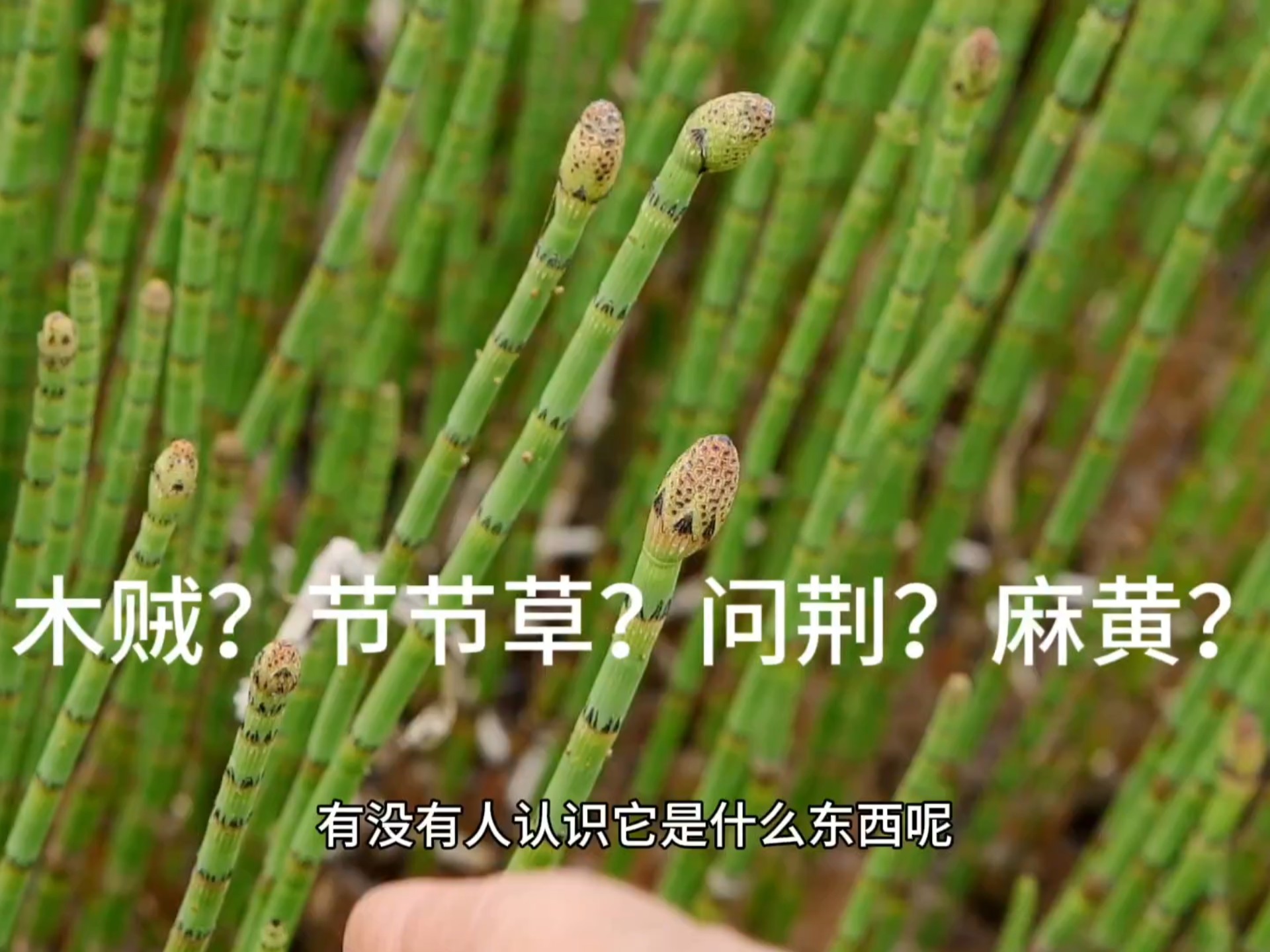 木贼,节节草,问荆,麻黄有什么不同?该怎么区分