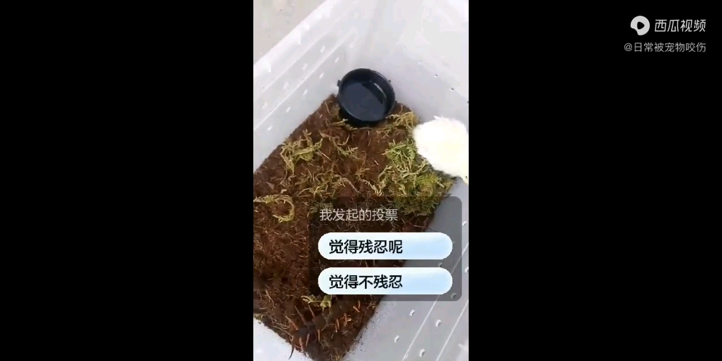 [图]广西红龙捕食小鸡，这是我西瓜的第一个视频，被限流了。