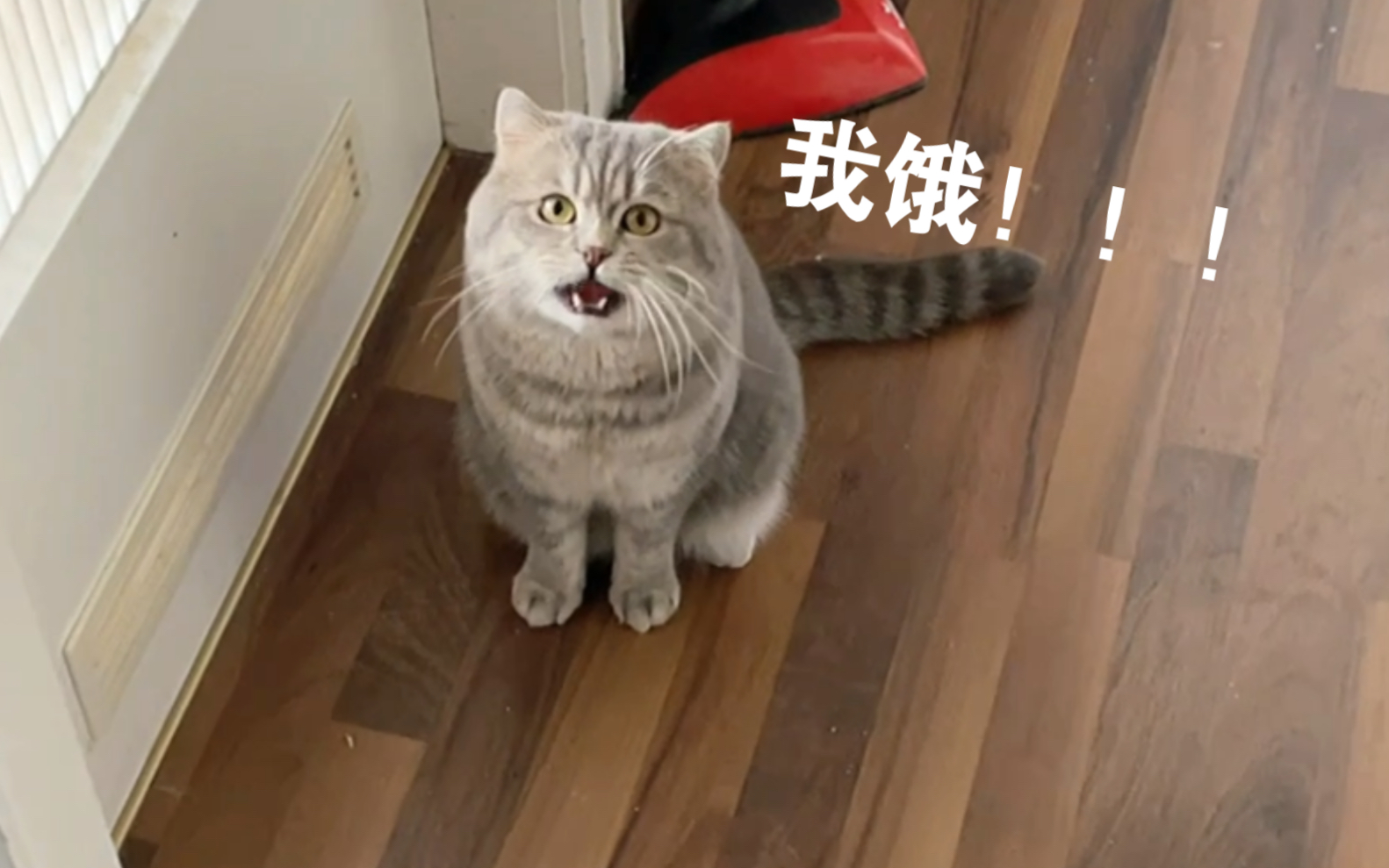小猫咪为了干饭差点把铲屎的吵死了_哔哩哔哩_bilibili