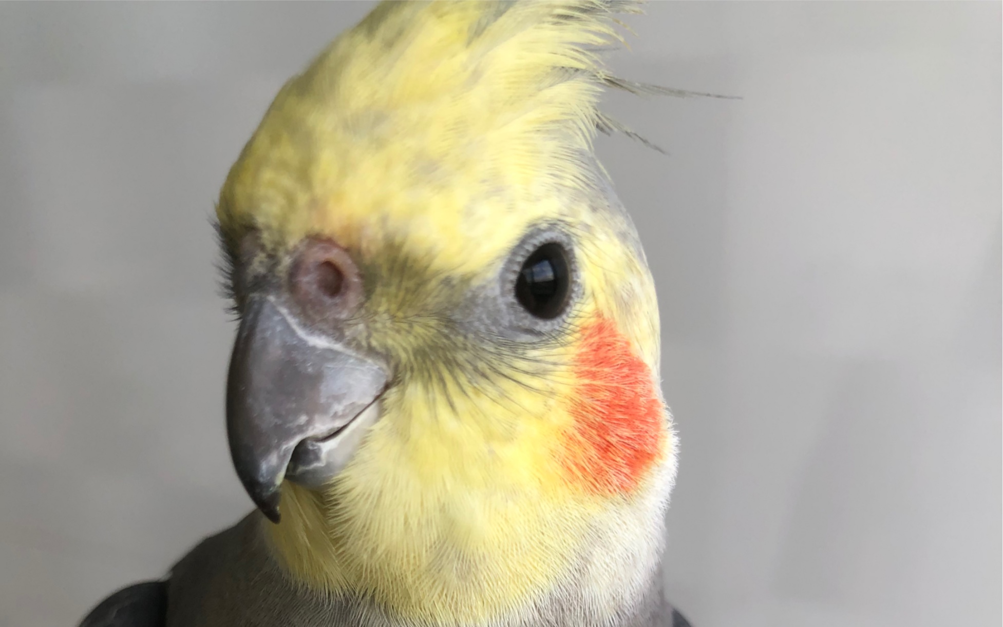 大男子主义的腮红鸡家暴小媳妇惹隔壁邻居小太报警啦