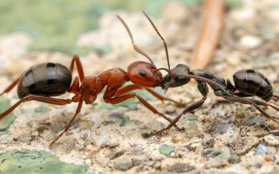 蚂蚁大战白蚁图片