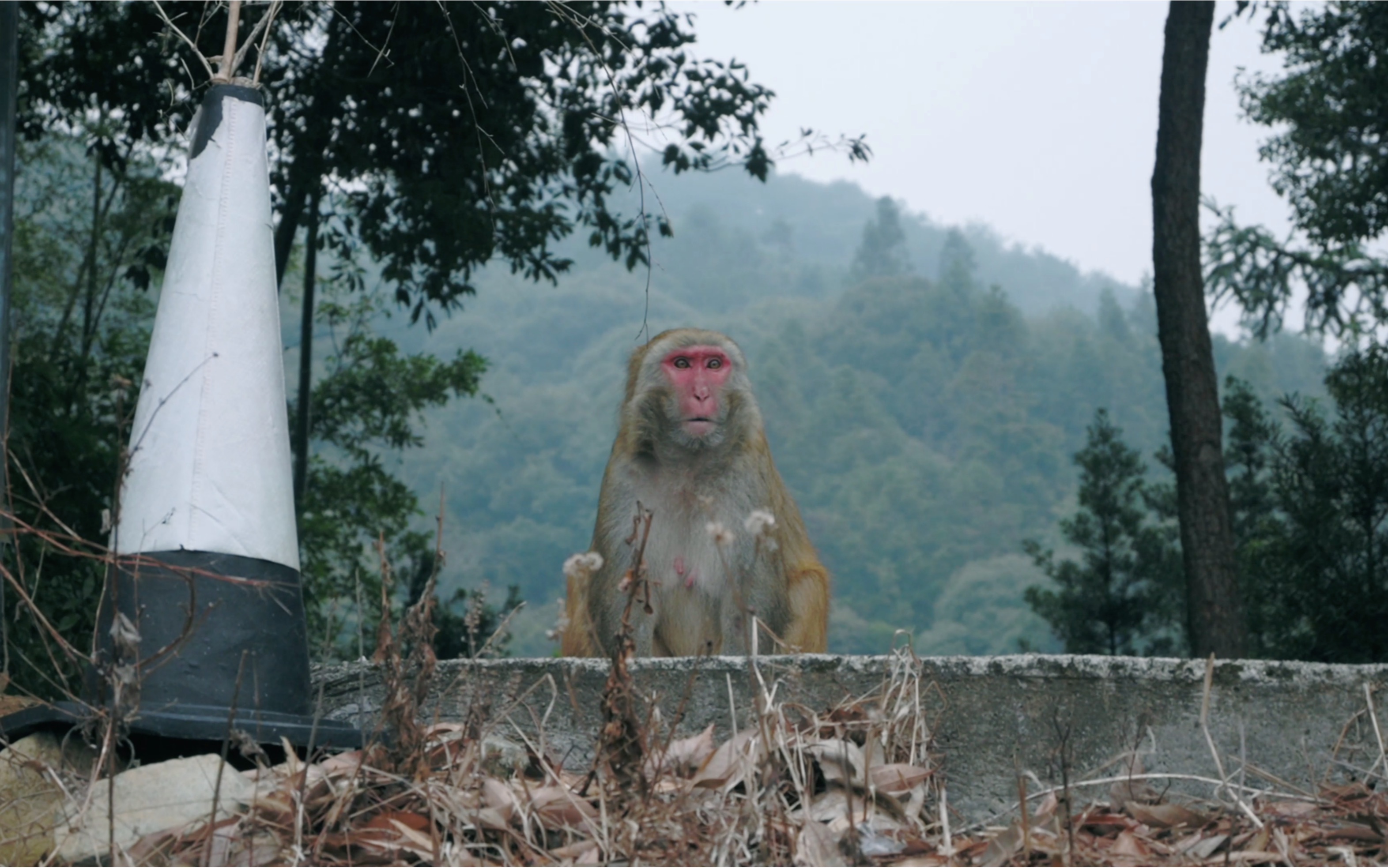 【4k】尼康z50 dx16-50mm 德化西天寺记录拍摄