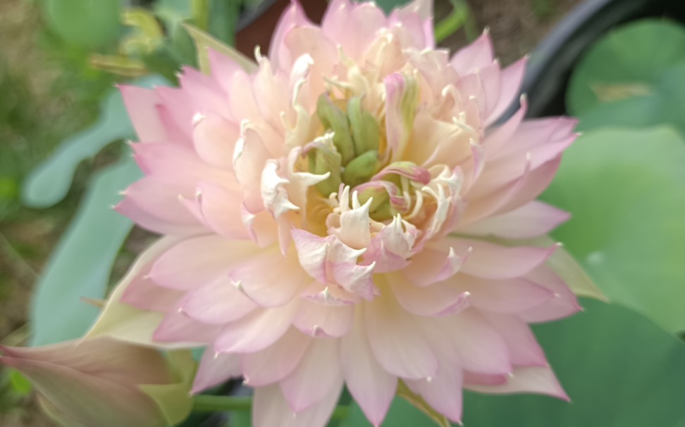 活动  羽裳,碗莲荷花