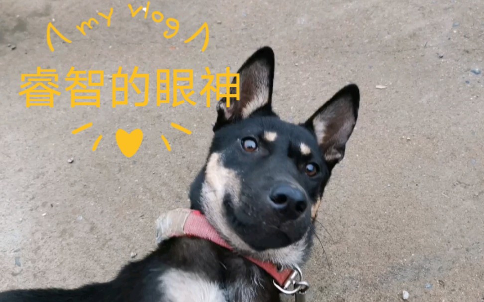 广西买的狗子,开始觉得是土猎,现在长大了明显是个土狼狗,眼神中还带