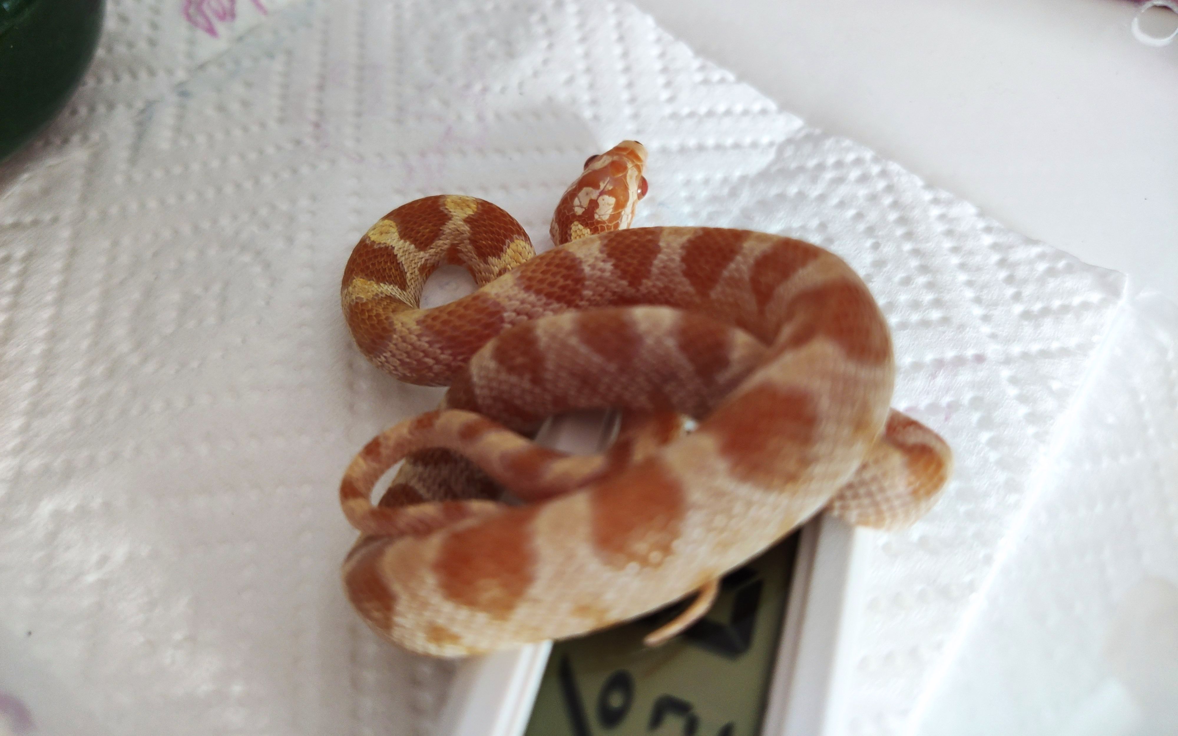 【lulu】1835公里的山重水复,一条牛油玉米蛇开箱