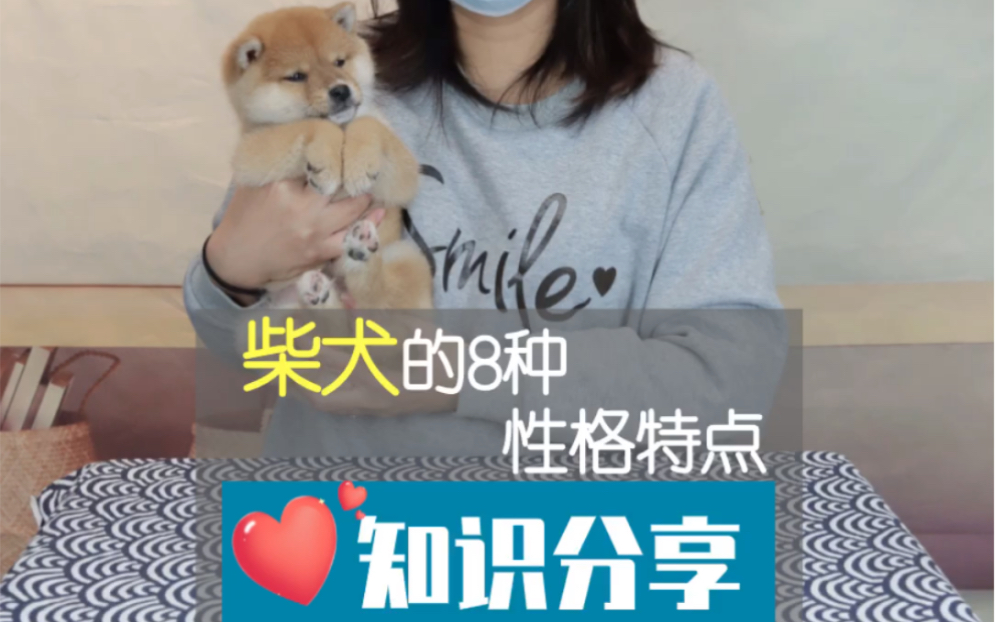 你知道柴犬的性格特点都有哪些吗?请看过来吧哔哩哔哩bilibili