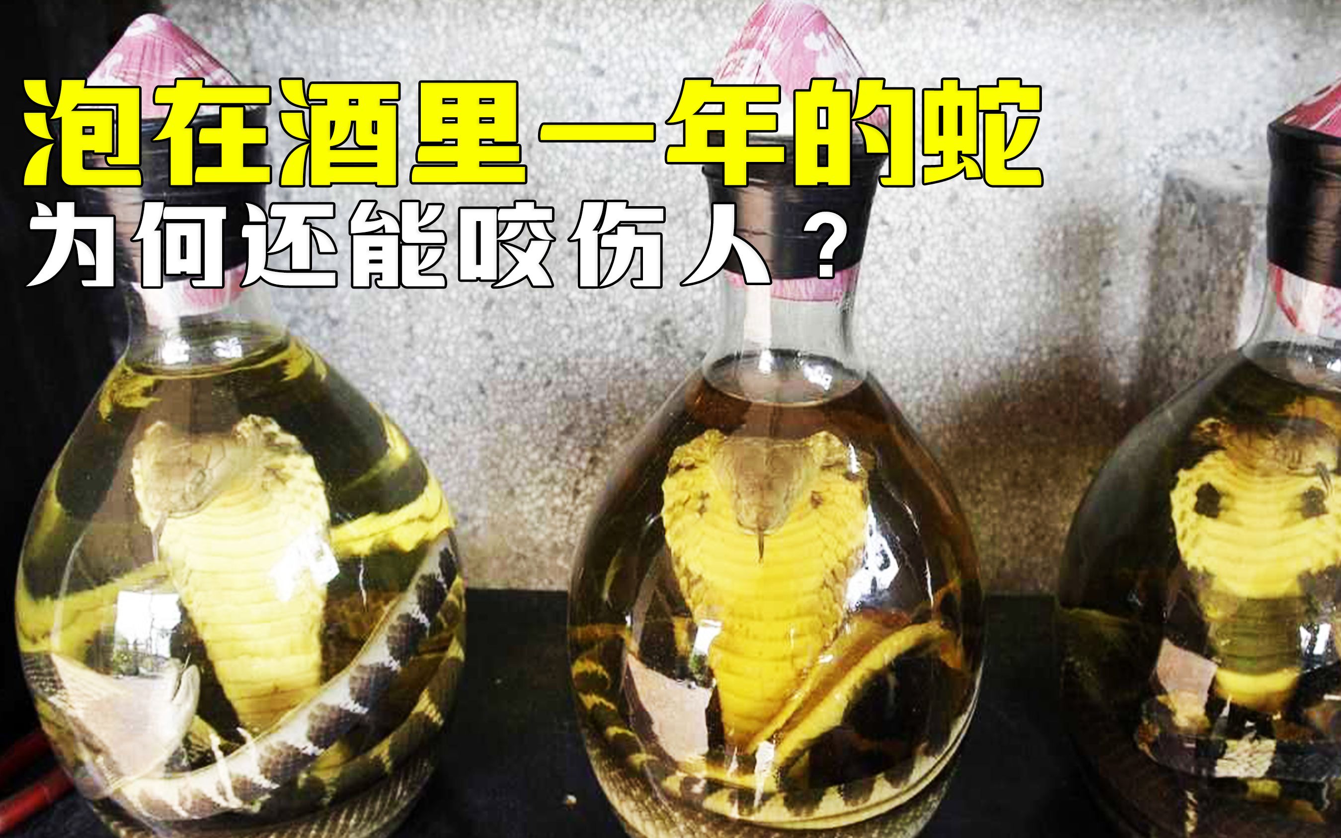 蛇酒真能包治百病吗?