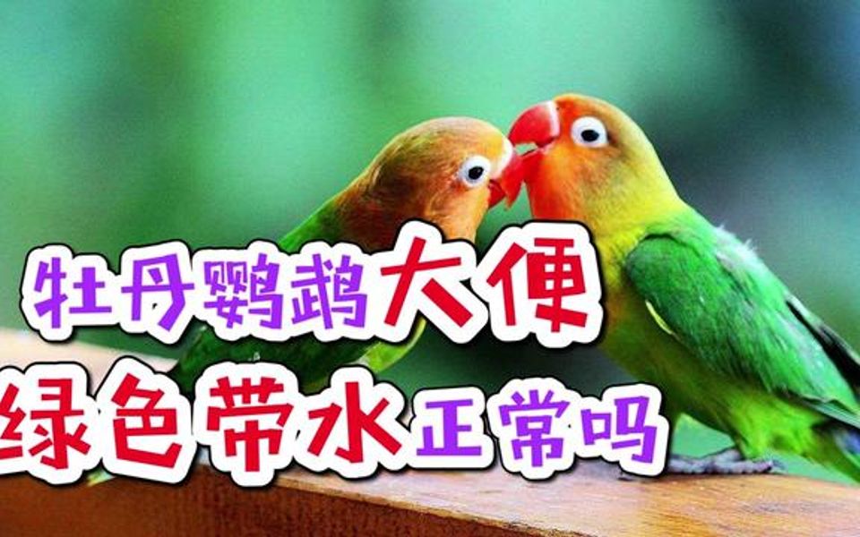 牡丹鹦鹉大便绿色带水正常吗