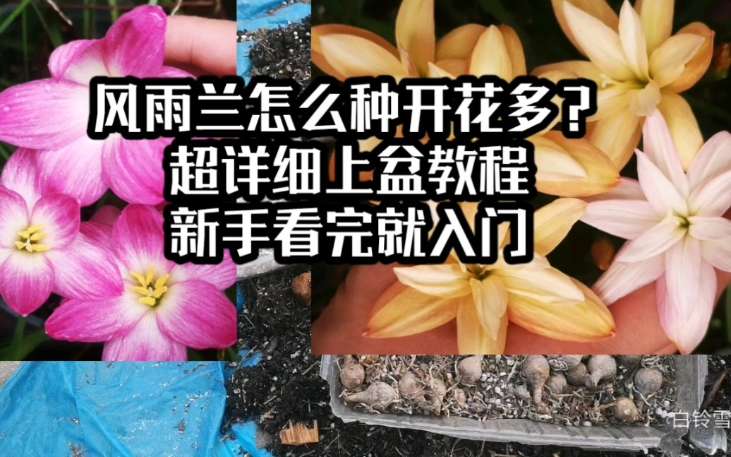 风雨兰怎么种开花多?超详细新手上盆教程包教包会哔哩哔哩bilibili