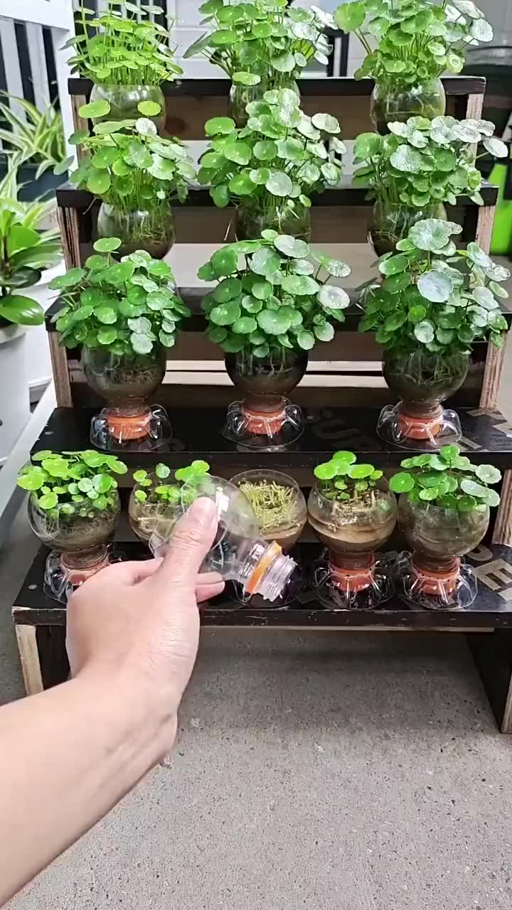 喝完的饮料瓶子不要扔,可以做个简单好看的花盆,用来养铜钱草很漂亮.