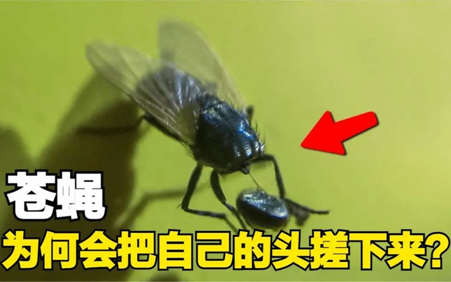 不可思议的"无头苍蝇",为何苍蝇会把自己的头拧下来?