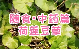 荷莲豆草 搜索结果 哔哩哔哩 Bilibili