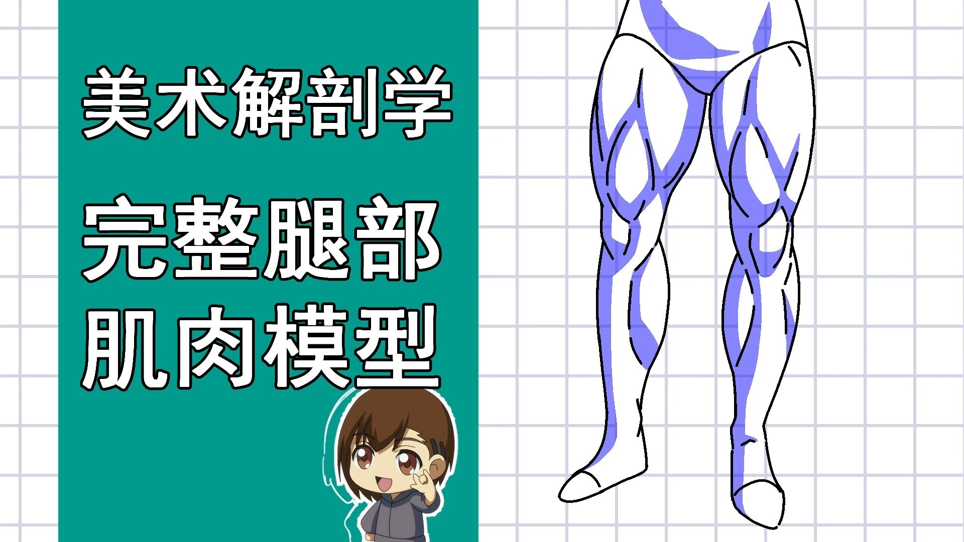 美术解剖学-65-完整腿部肌肉模型绘制