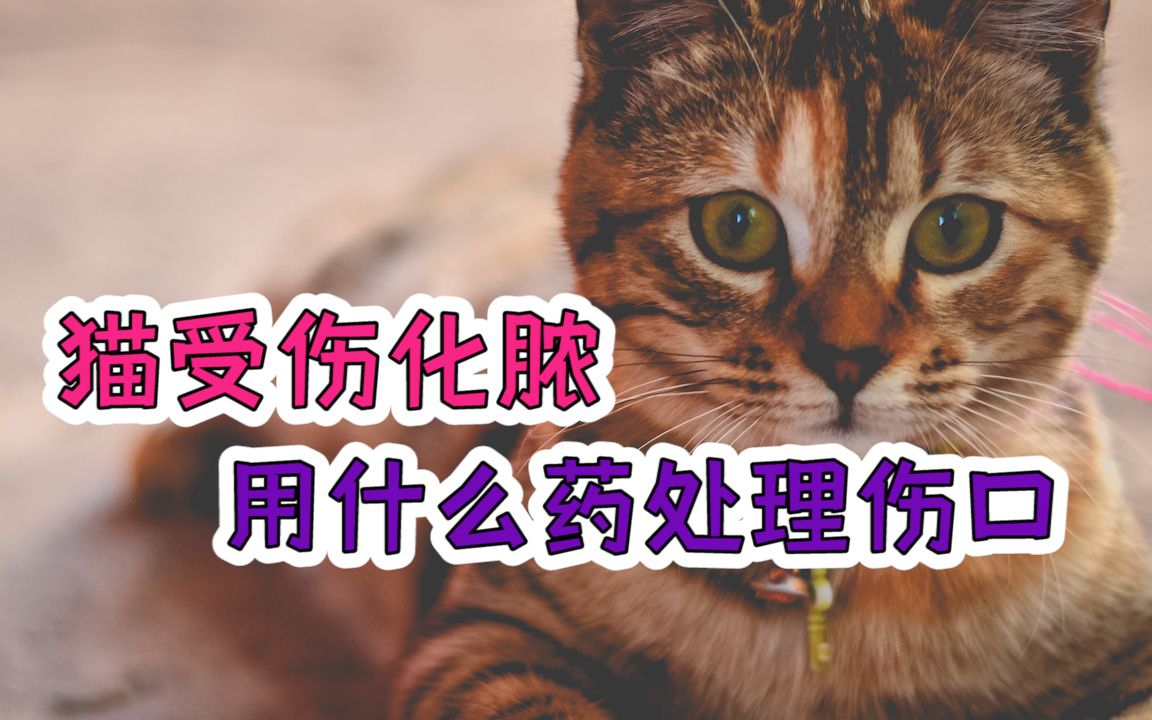 猫受伤化脓用什么药处理伤口哔哩哔哩bilibili