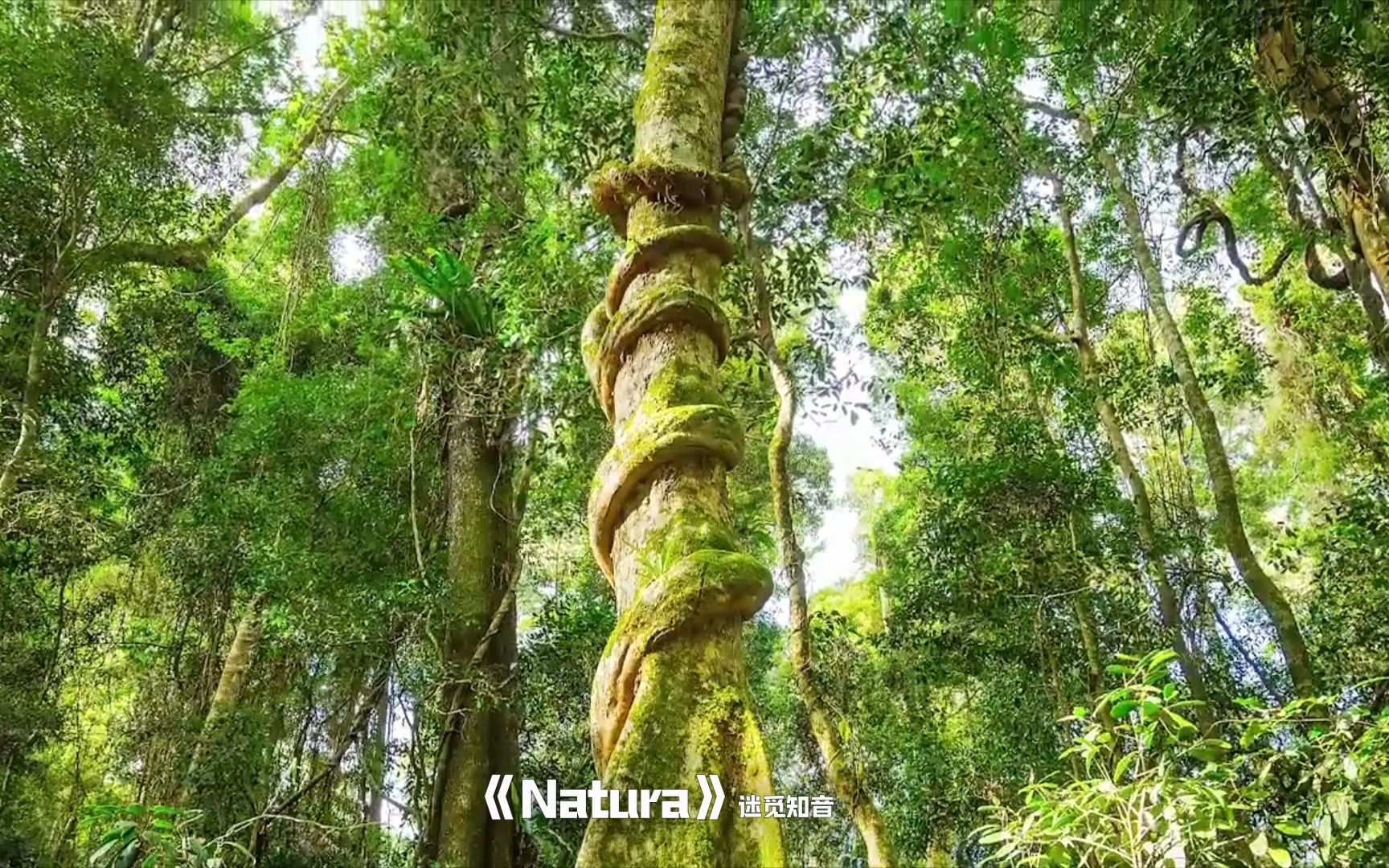 [图]【绝美纯音】《Natura 自然》空灵 飘渺，直击灵魂的美妙音乐！