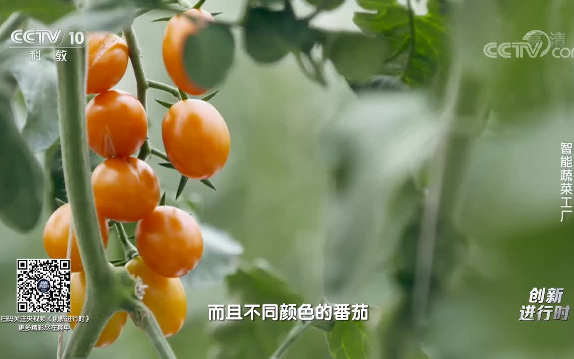 《创新进行时》 智能蔬菜工厂哔哩哔哩bilibili