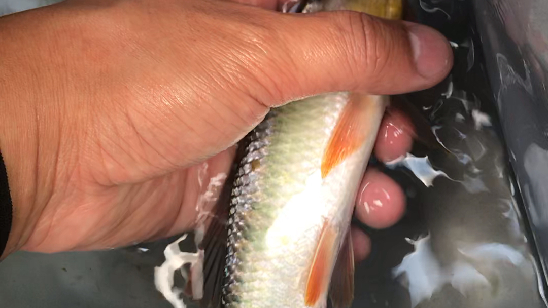 20公分發色大馬口魚