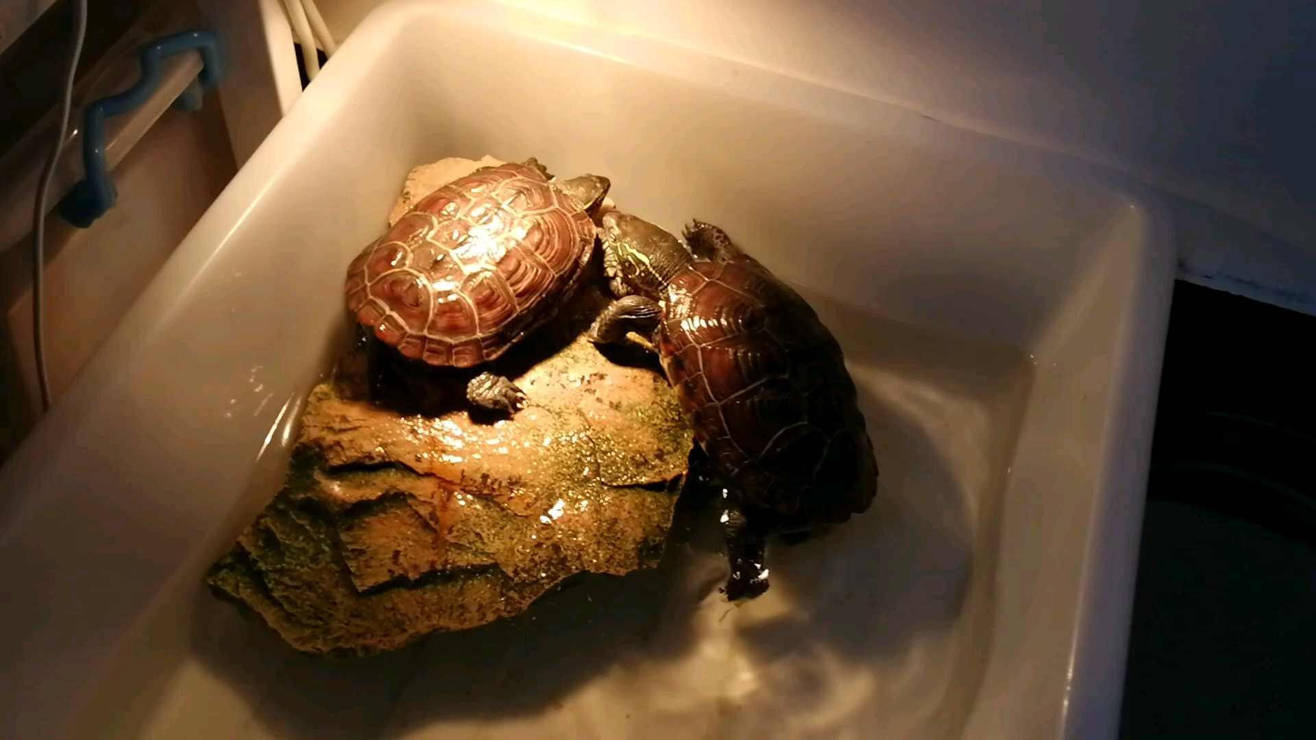 吃完饭上晒台的一对乌龟仔_哔哩哔哩_bilibili