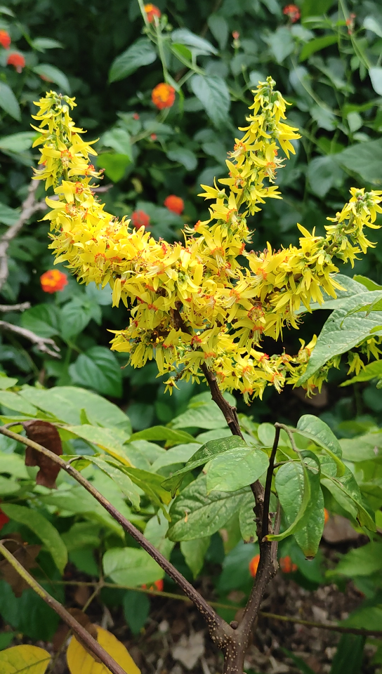 黄山栾树开花了